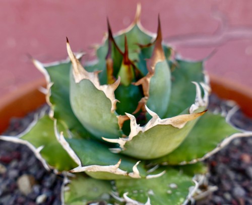 Agave titanota compact wild - titanota, &