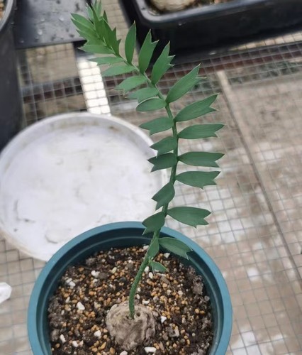 Circa cm encephalartos - circa,