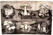 Tabusso Francesco - "Funghi" - Litografia   /30-