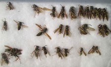 Set Vesppidae Vespinae