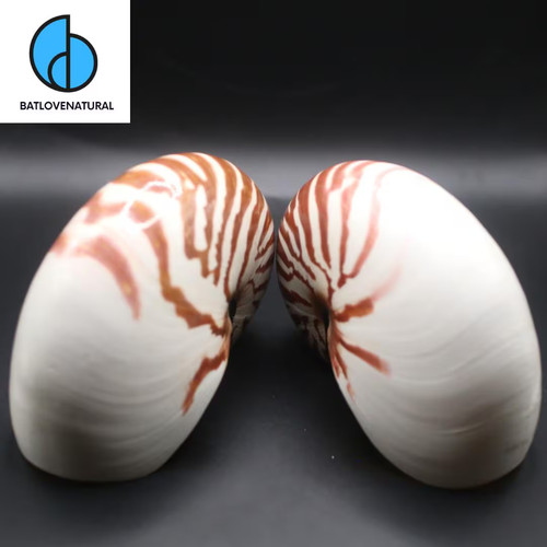 Conchiglia nautilus camerata - conchiglia,