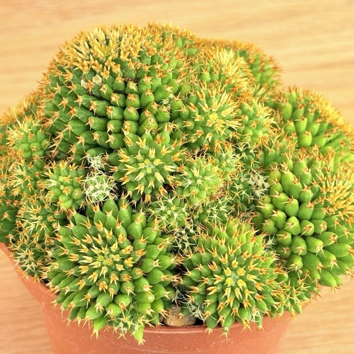 Mammillaria camptotricha
