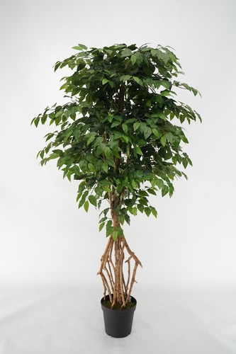 Piante sintetiche finte - finte, ficus