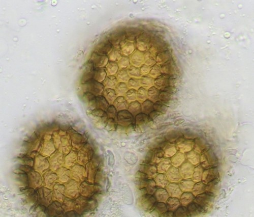 Spore litri 15 - spore,
