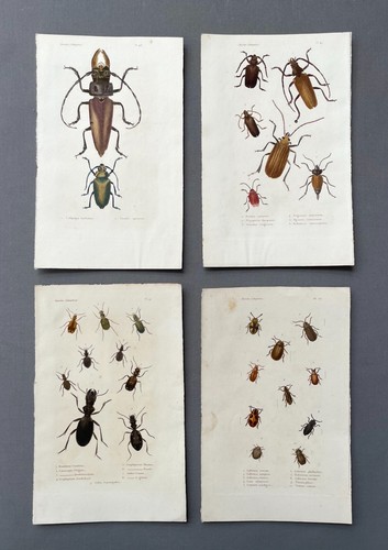 Storia naturale entomologia - storia,