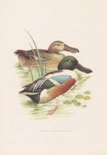 Löffelente Anas Clypeata