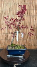 Bonsai di Acero Atropurpureum