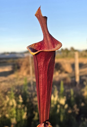 Sarracenia rubricorpora giant - sarracenia,