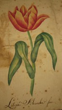 1850 circa Letizia Aleandri  Acquerello su carta - Tulipano? Fiore