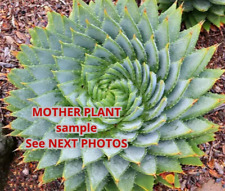 Aloe polyphylla ,  pot 14 cm   (Cod.Y0060 )