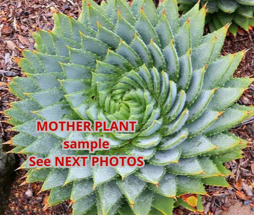 Aloe polyphylla pot 10 5 - polyphylla, ,