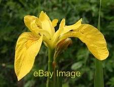 Photo 6x4 Yellow Flag or Iris