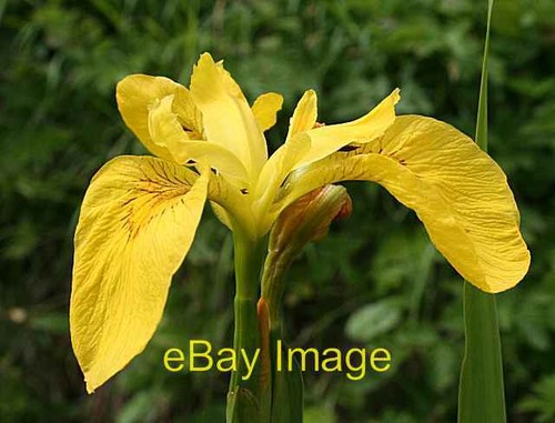 Photo 6x4 yellow flag - photo, or