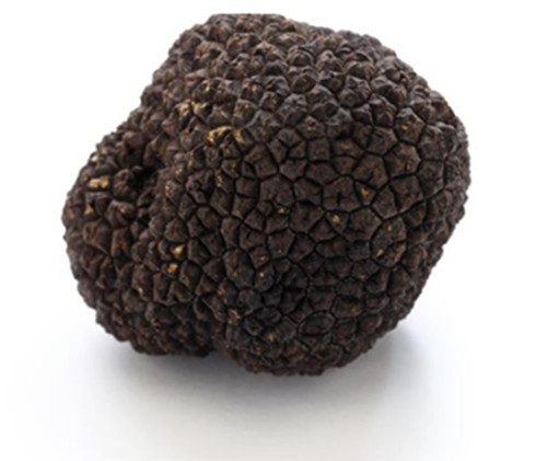 Tartufo nero estivo scorzone - tartufo,