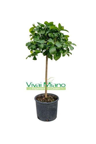 Pianta limone zagara bianca - di,