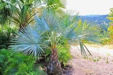 Mexican Blue Hesper Palm Tree