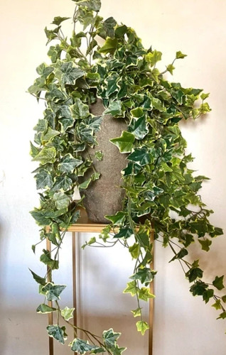 Edera finta cadente variegata