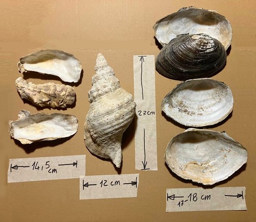 Lotto conchiglia chiocciola - conchiglia:,