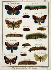 1794 Latreille; Bombix