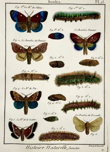 1794 latreille bombix - 1794,