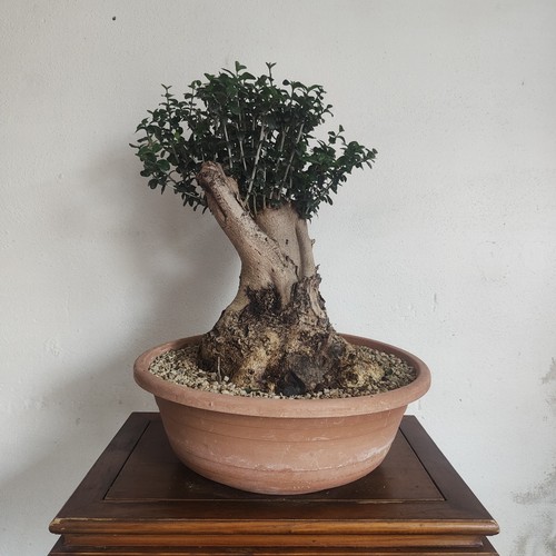 Pre bonsai esemplare - bonsai,