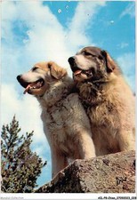 AILP8-0727 - CANE - Cani Delle