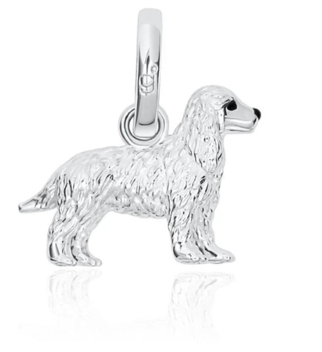 Charm cocker spaniel - spaniel, in