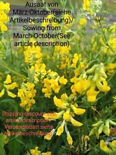 Piatto da prato, Lathyrus