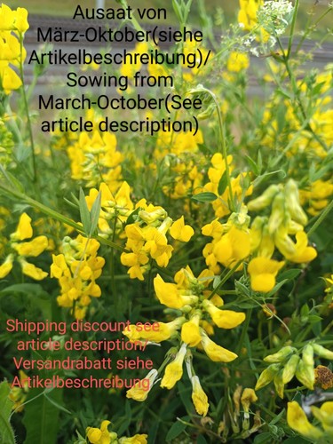 Piatto prato lathyrus - piatto,