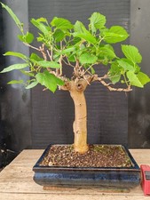 bonsai di gelso h 53 cm visita