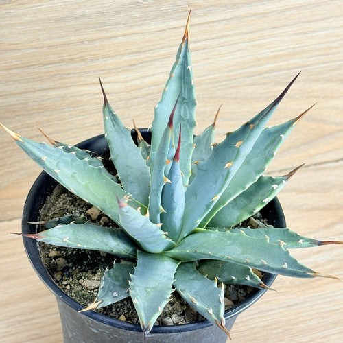 Agave utahensis pot - utahensis,