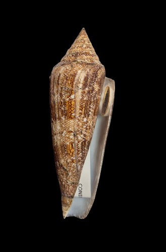 Conchiglia shell conus - conchiglia,