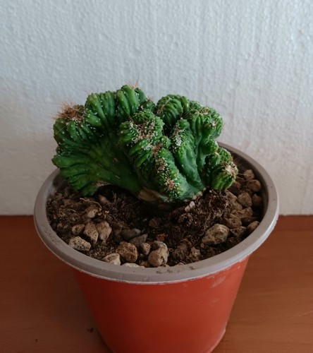 Cereus peruviano mostruoso - cereus,