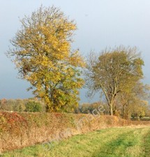 Photo 6x4 Sunshine and