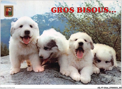 Ailp7 0709 cane - -, cuccioli