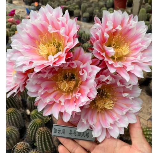 Pianta succulenta cactus - succulenta,