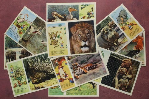 Pioniere scolaro zoo - pioniere,