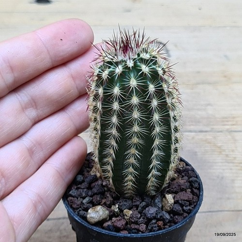 Echinocereus russanthus