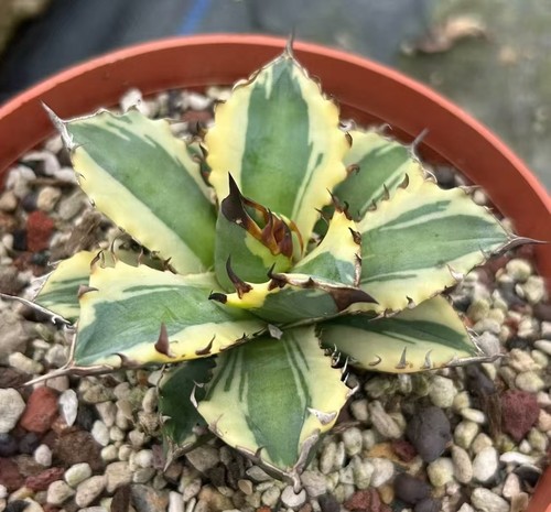 Rara agave cactus - rara, n