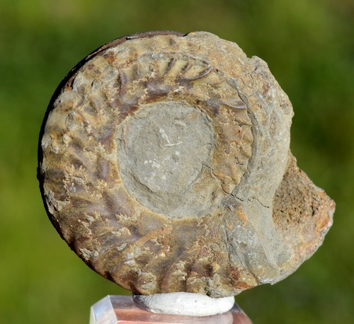 Fossile ammonite 73 - -,