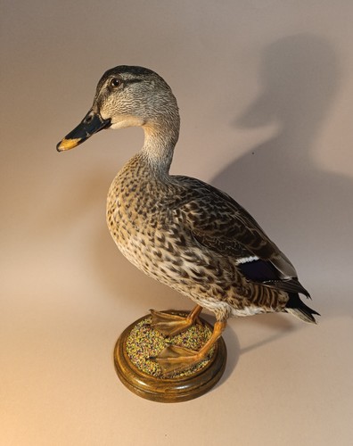 Taxidermy cabinet de - taxidermy,,
