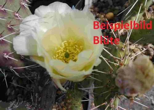 Opuntia polyacantha palla - , di