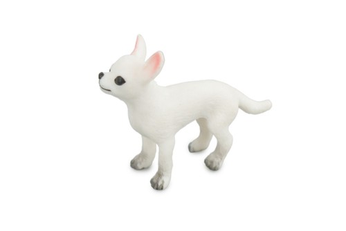 Chihuahua bianco cane - chihuahua, bianco,