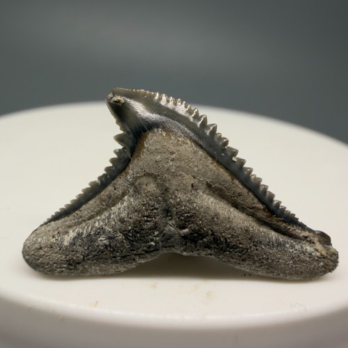 Non comune fossile - comune, 1,00"