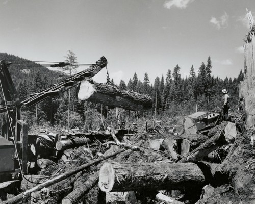 Caricamento douglas fir logs - fir,