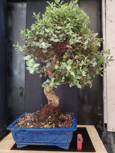 Bonsai quercia sughero - ,