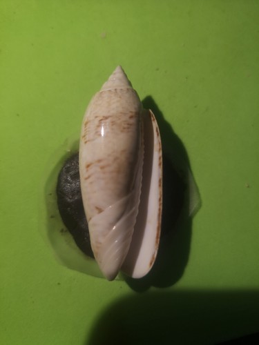 Conchiglia oliva sayana - conchiglia,