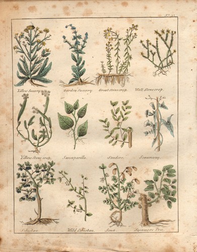 1810 print culpepers herbal - print,