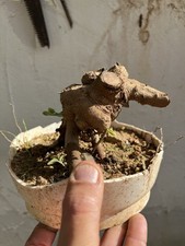 Bonsai  Olivastro Yamadori