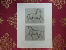 Francesco Messina Cavallo in